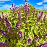 Foto de perfil de @agro.insular en Instagram