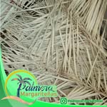 Foto de perfil de @palmeras_margaritenas en Instagram